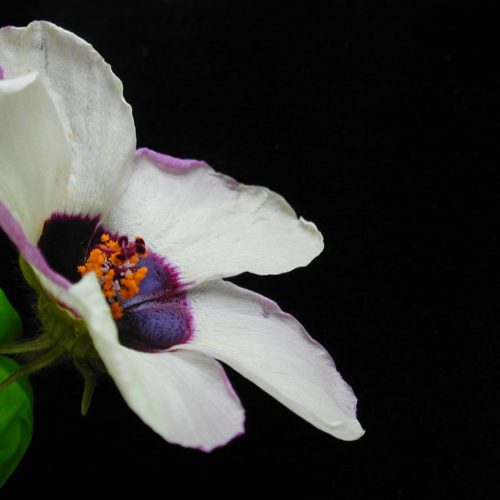 Mechanical buckling of petals produces iridescent patterns visible to bees