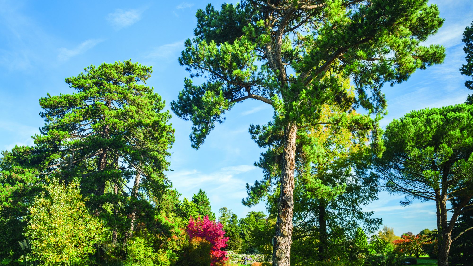 A tall pine tree in a garden against a blue sky.