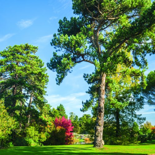 Black Pine (Pinus nigra)