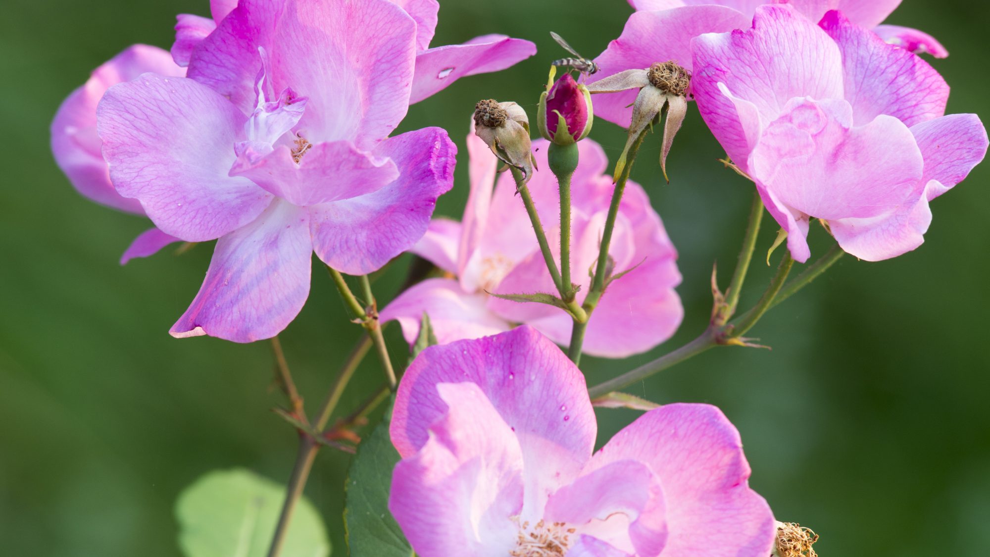 Four pink roses growing on a stem with thorns.