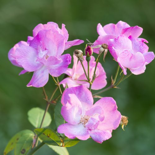 Roses 