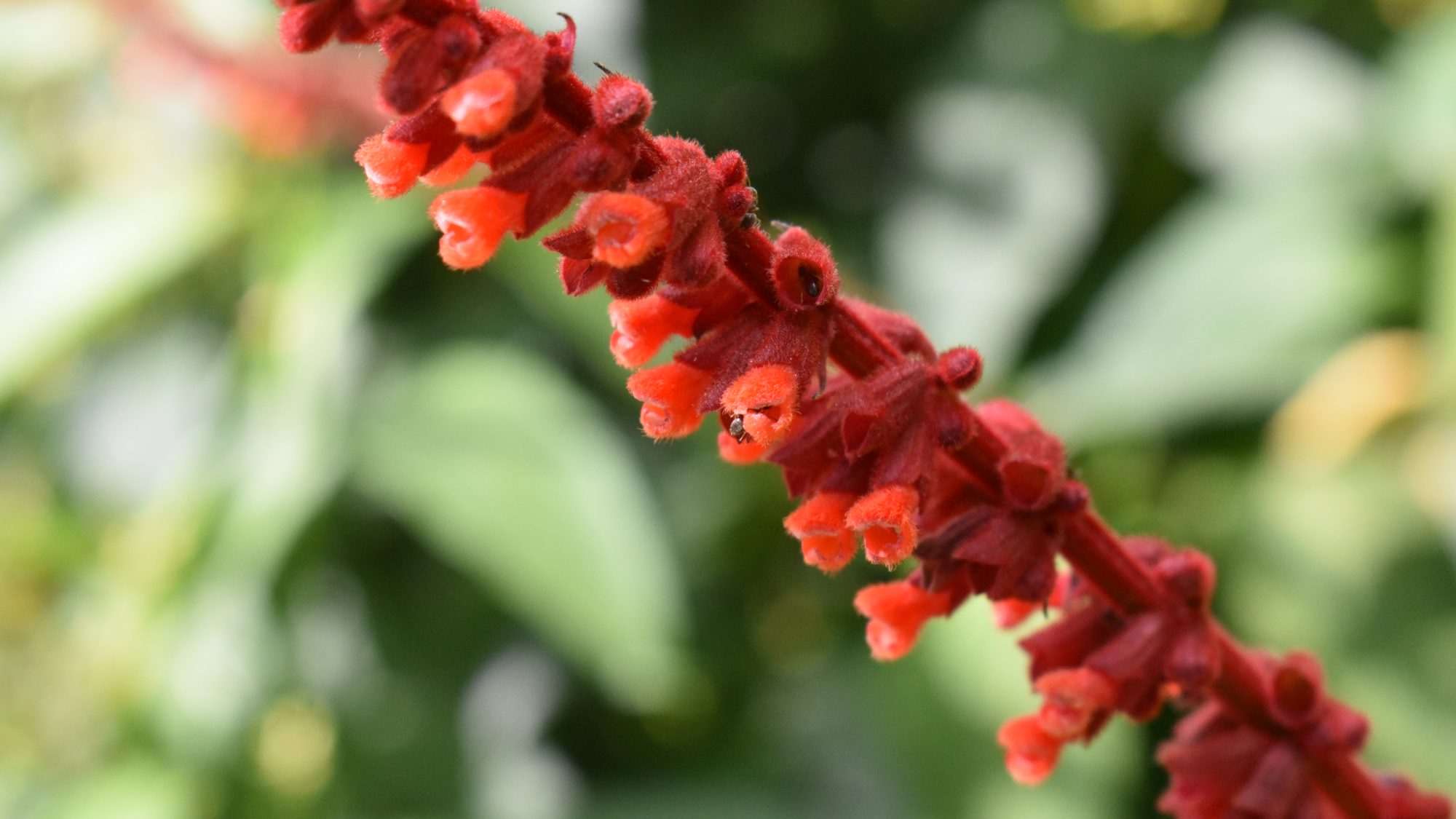 Salvia confertiflora