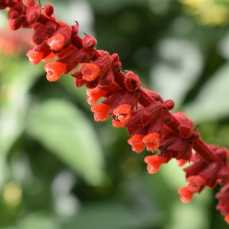 Salvia confertiflora