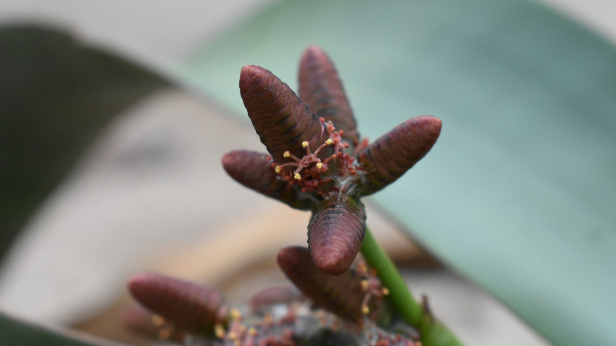 Welwitschia mirabilis