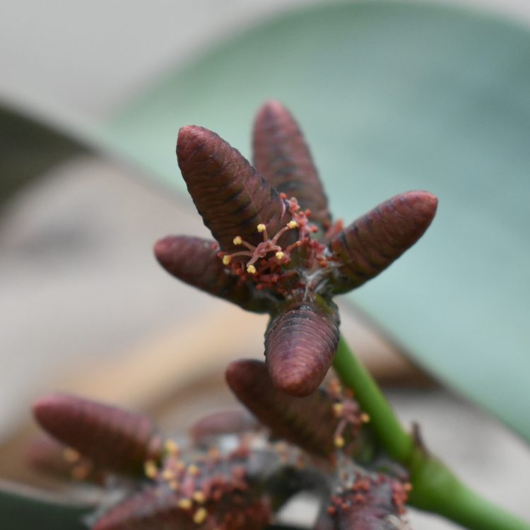 Welwitschia mirabilis