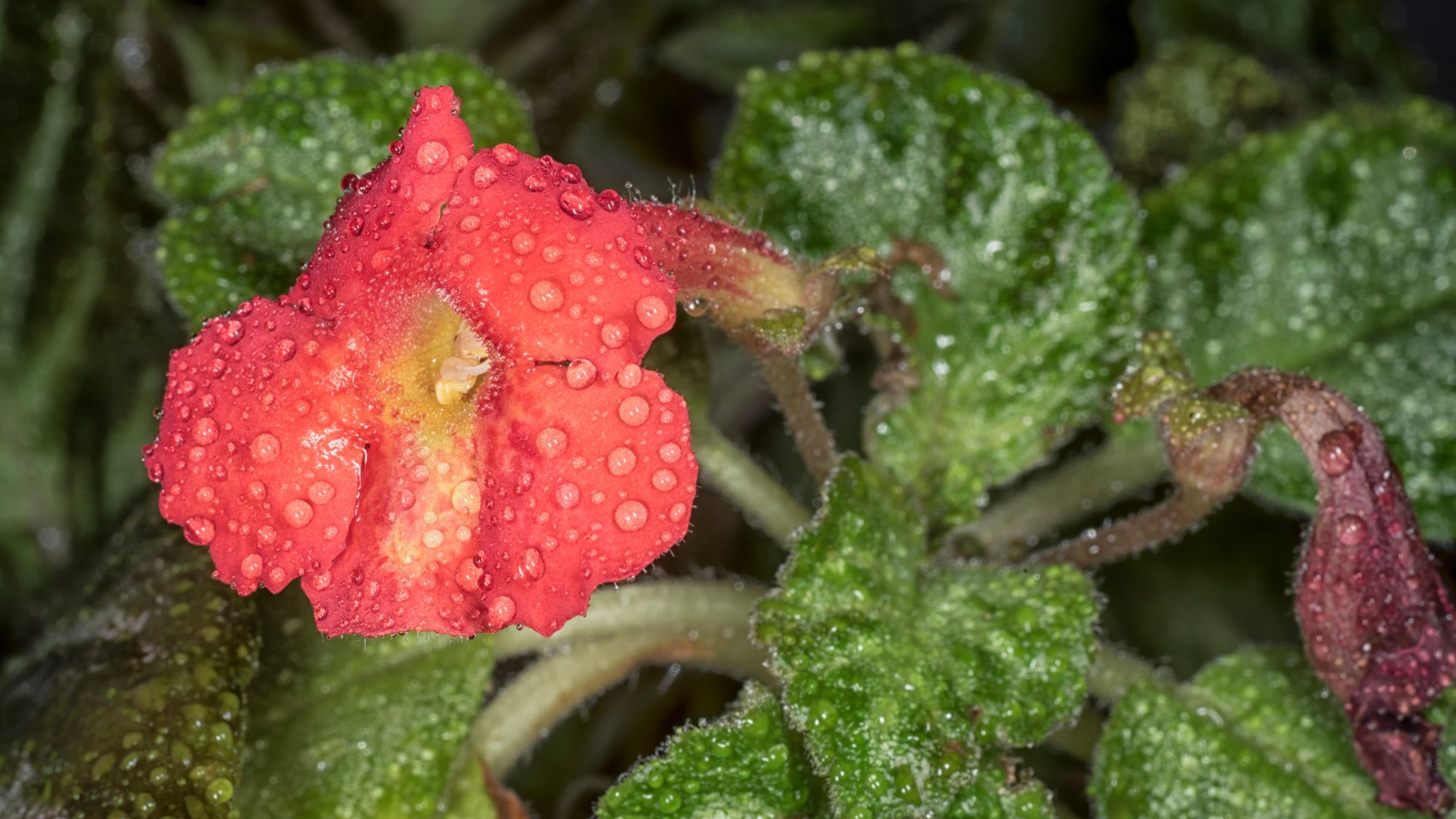 A small red flower with raindrops on.