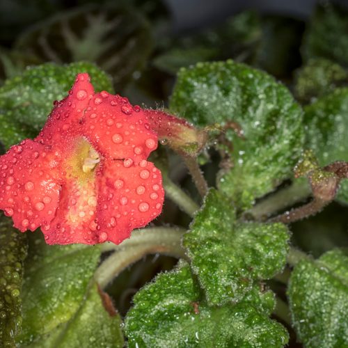 Monkeyflowers
