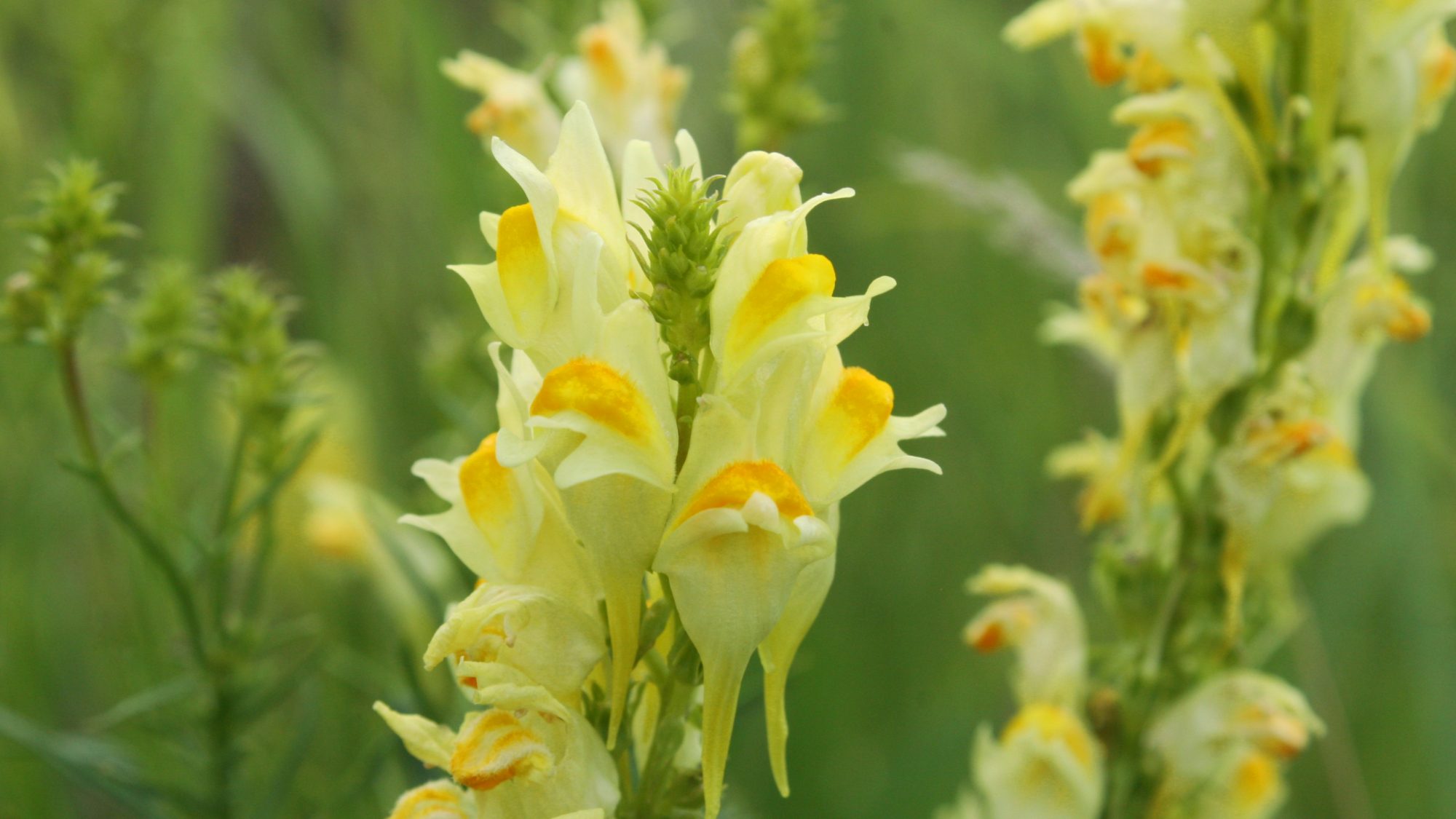 Small yellow flowers grow in hook shapes from the green stem.