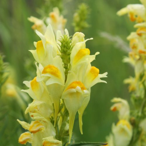 Common Toadflax