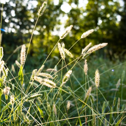 Sweet Vernal Grass