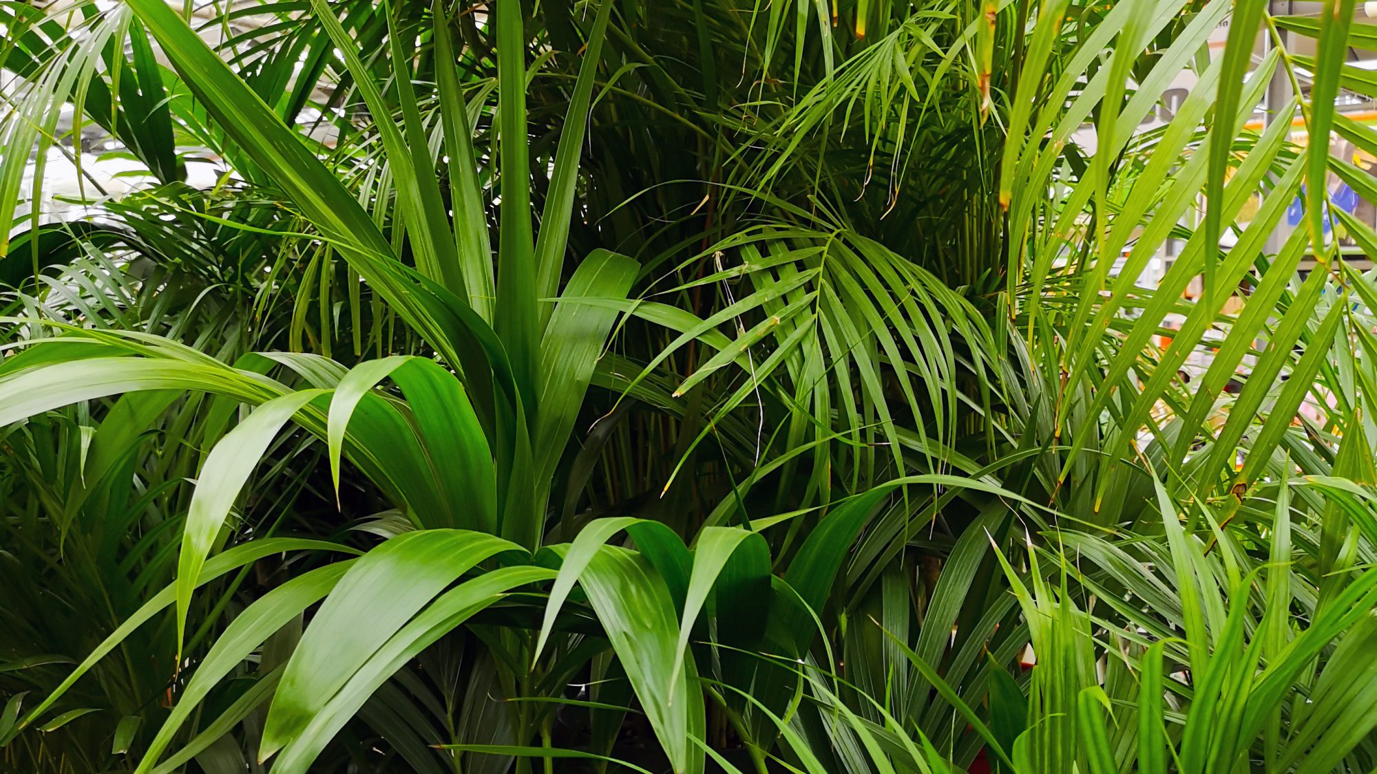 Large green tropical palm leaves.