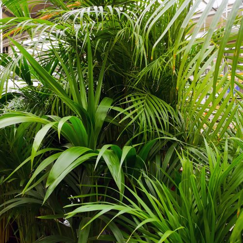 Lord Howe Island Palms