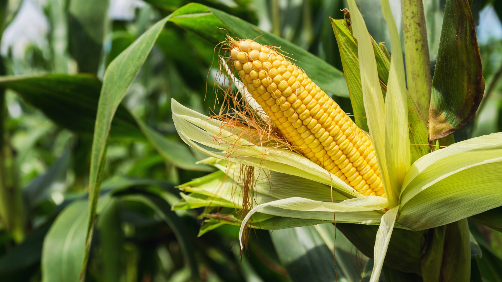 Yellow corn on a stalk in a field.