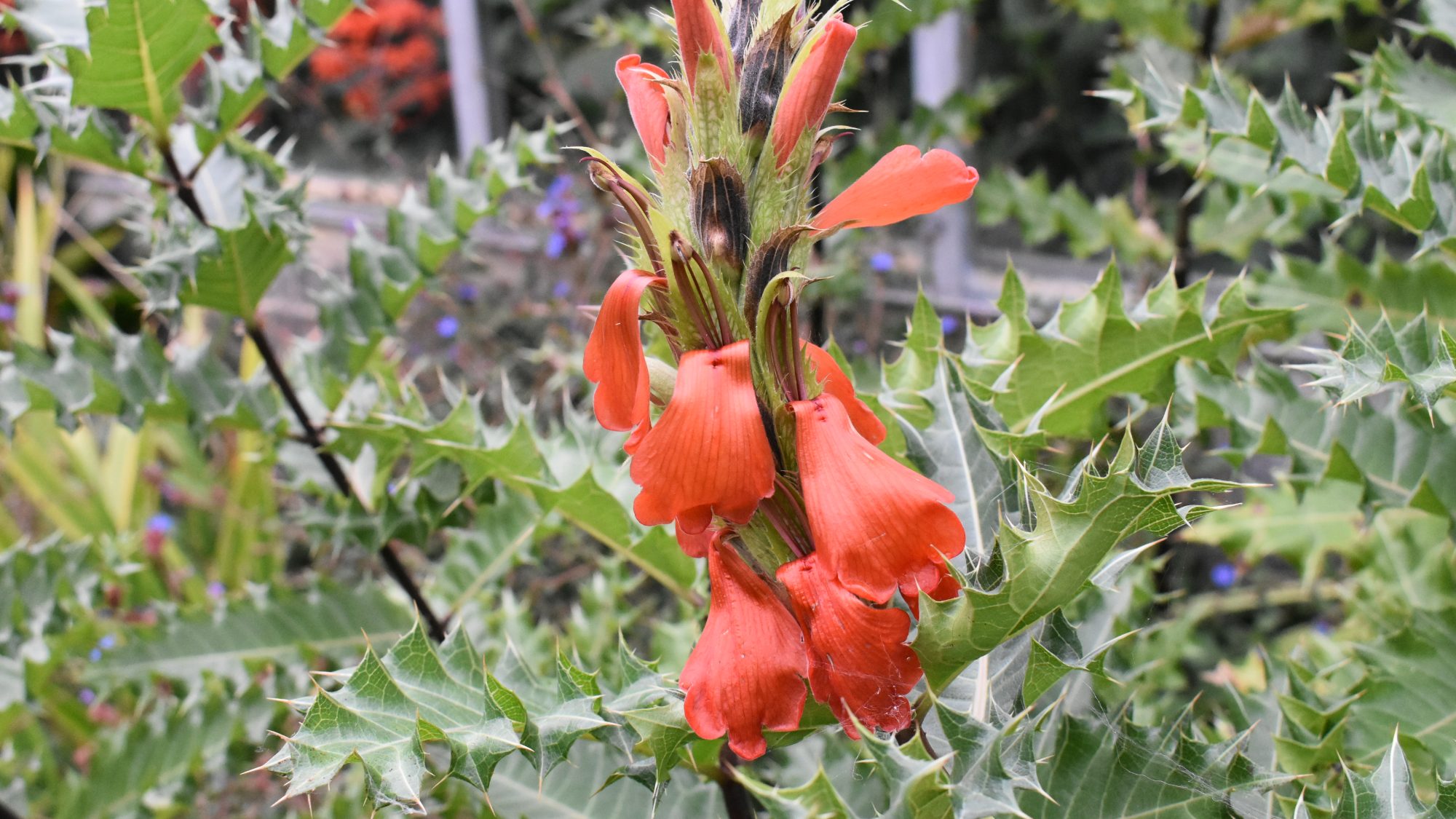 Acanthus sennii