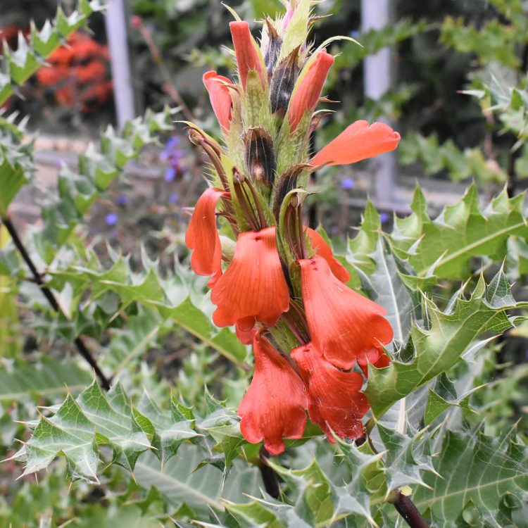 Acanthus sennii