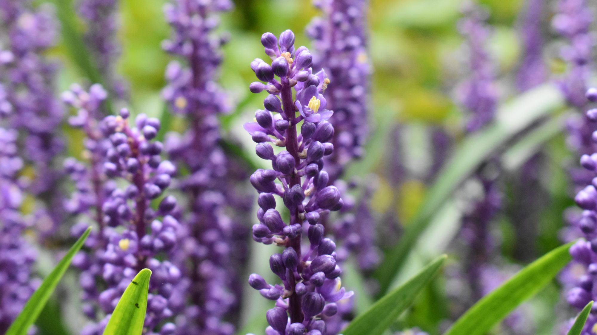 Liriope muscari