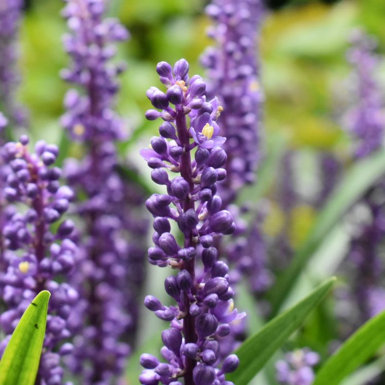 Liriope muscari