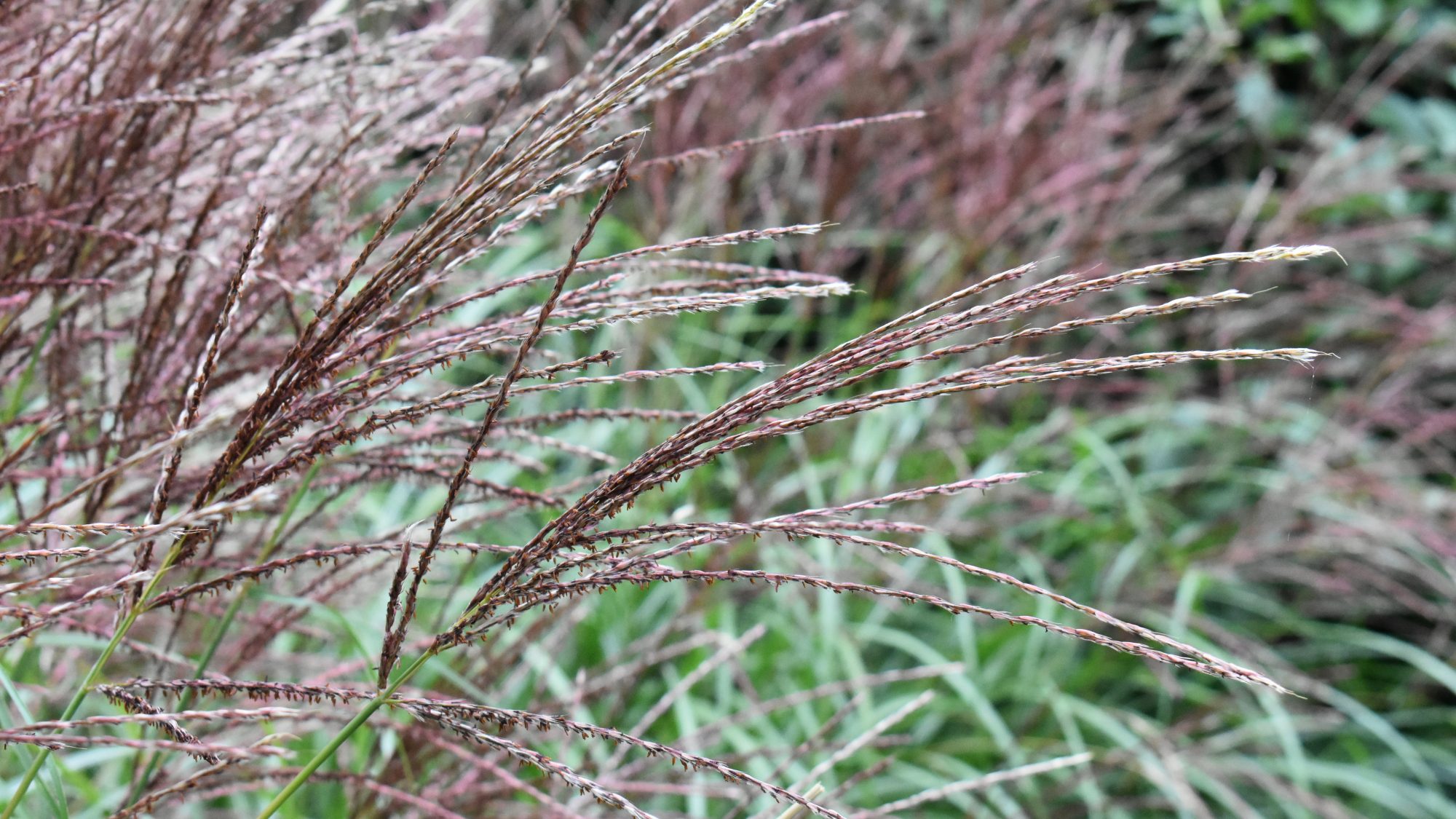 Miscanthus sinensis 'Septemberrot'