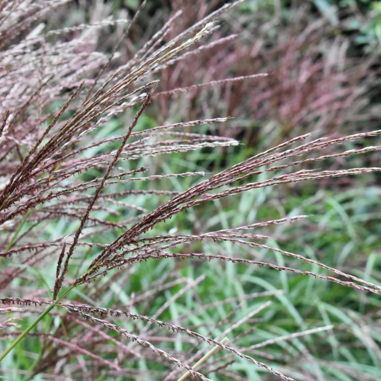 Miscanthus sinensis ‘Septemberrot’