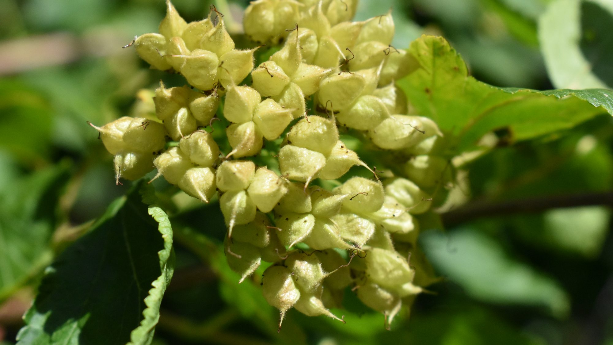 Physocarpus opulifolius
