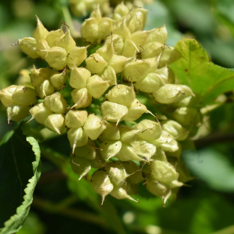 Physocarpus opulifolius