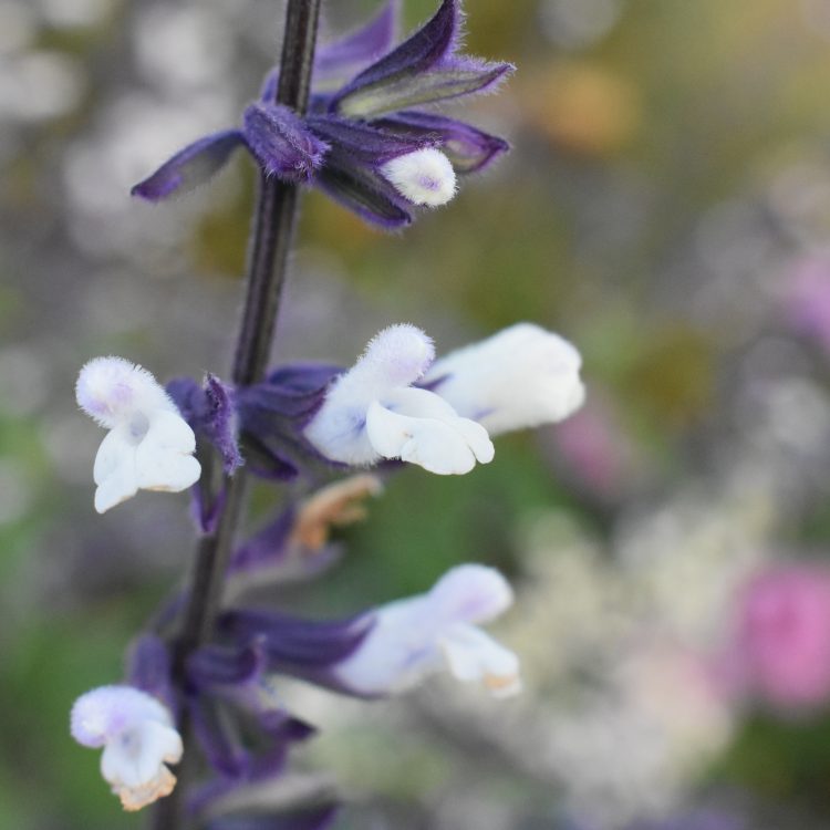 Salvia ‘Waverly’