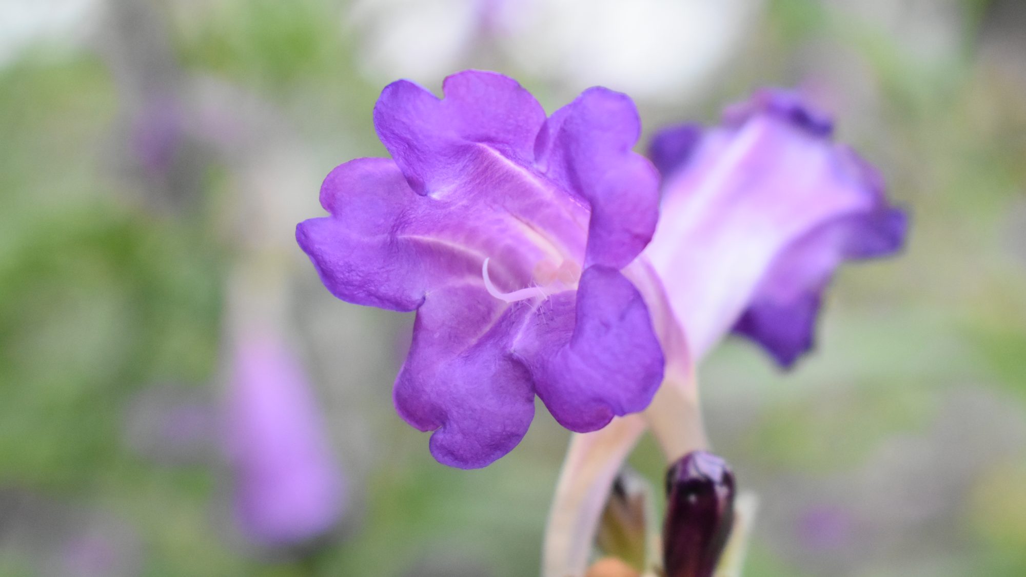 Strobilanthes wallichii