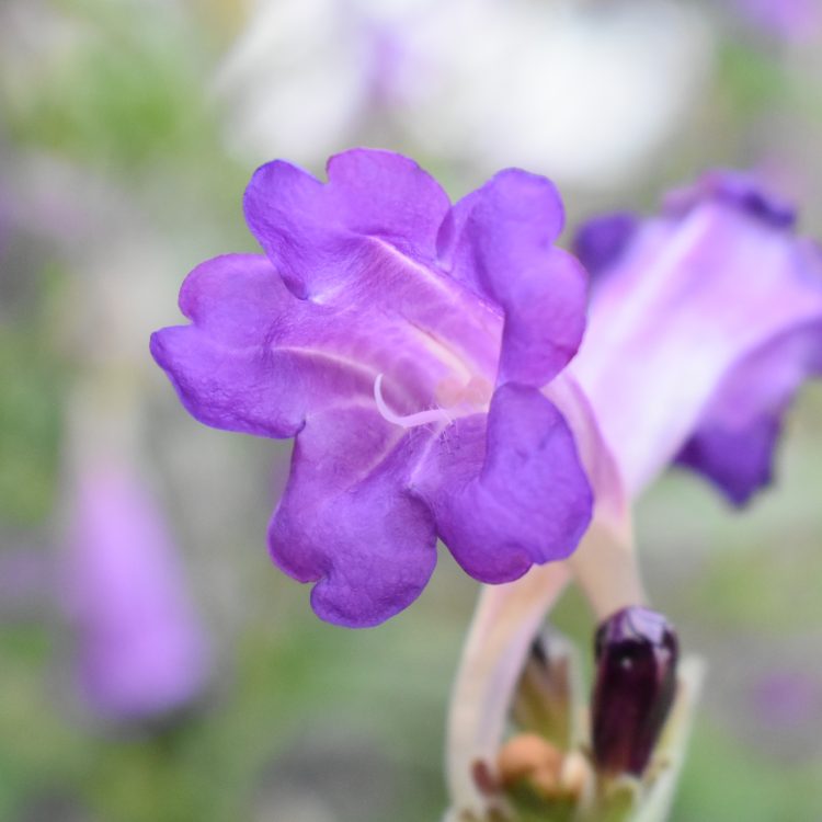 Strobilanthes wallichii
