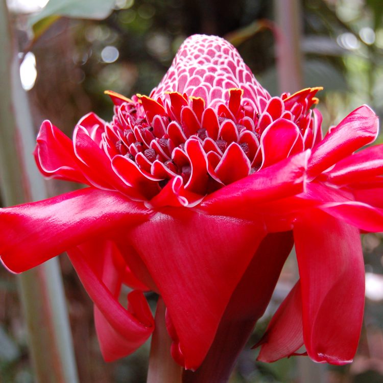 Etlingeria elatior