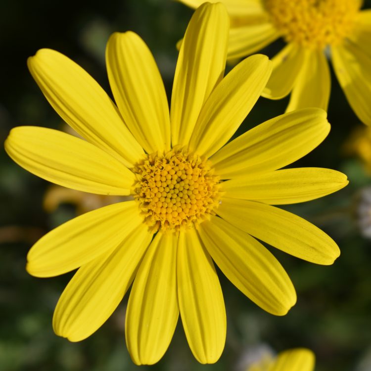 Euryops pectinatus