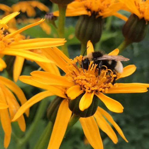 Plants, Discovery, Poetry
