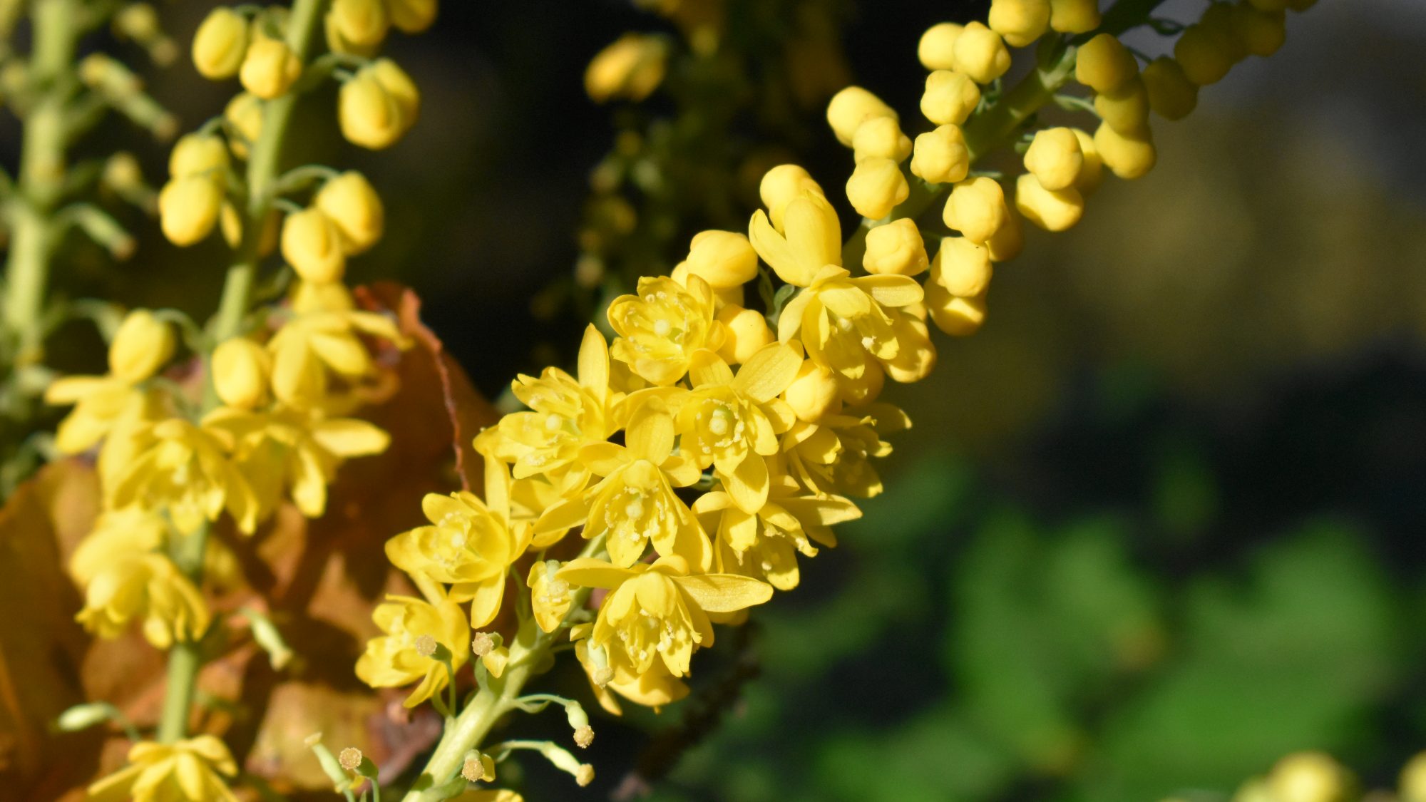Mahonia x media 'Lionel Fortescue'