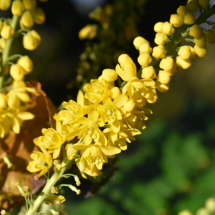 Mahonia x media ‘Lionel Fortescue’