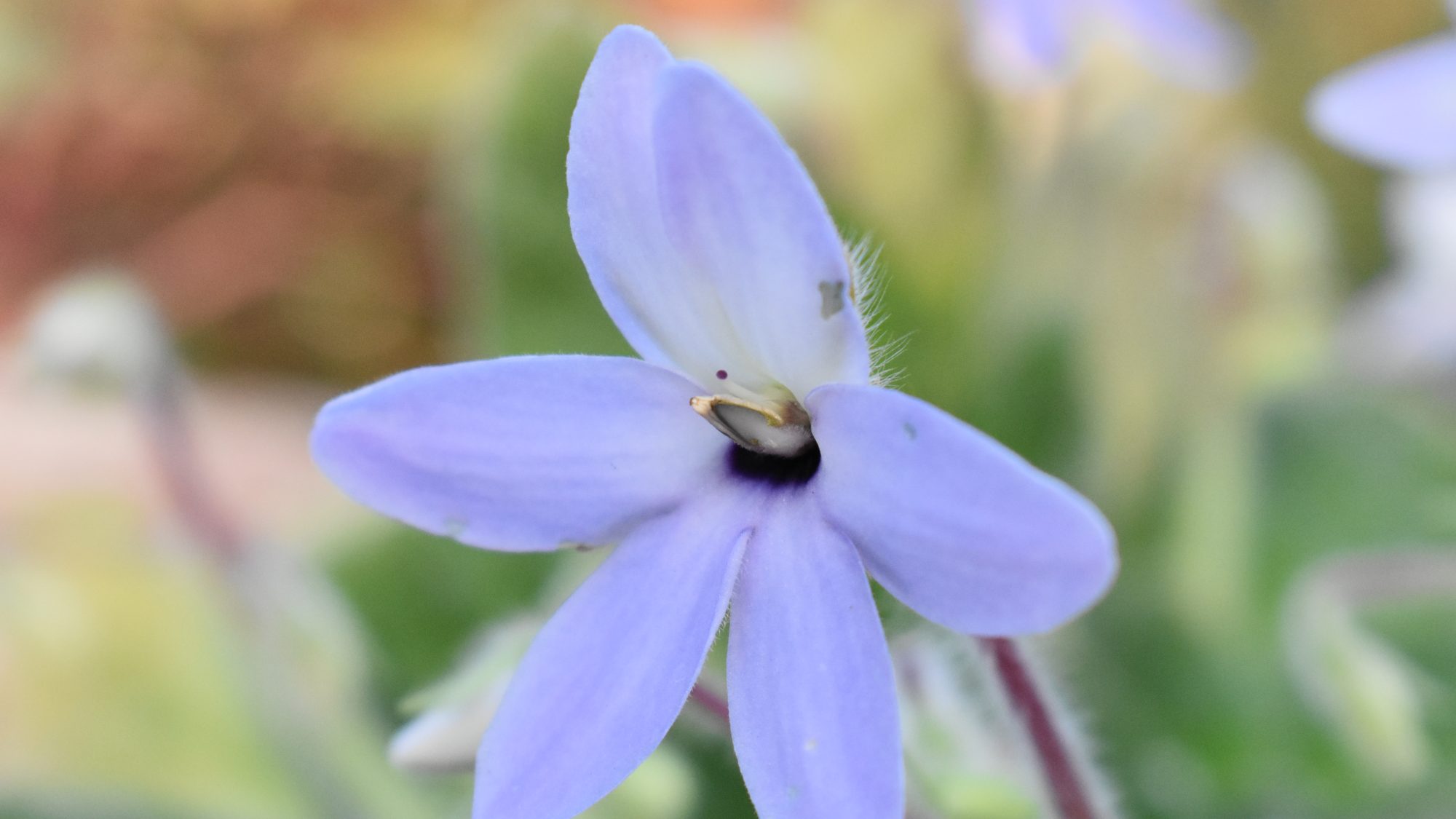 Petrocosmea grandiflora