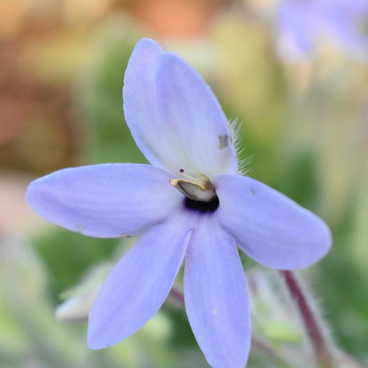 Petrocosmea grandiflora