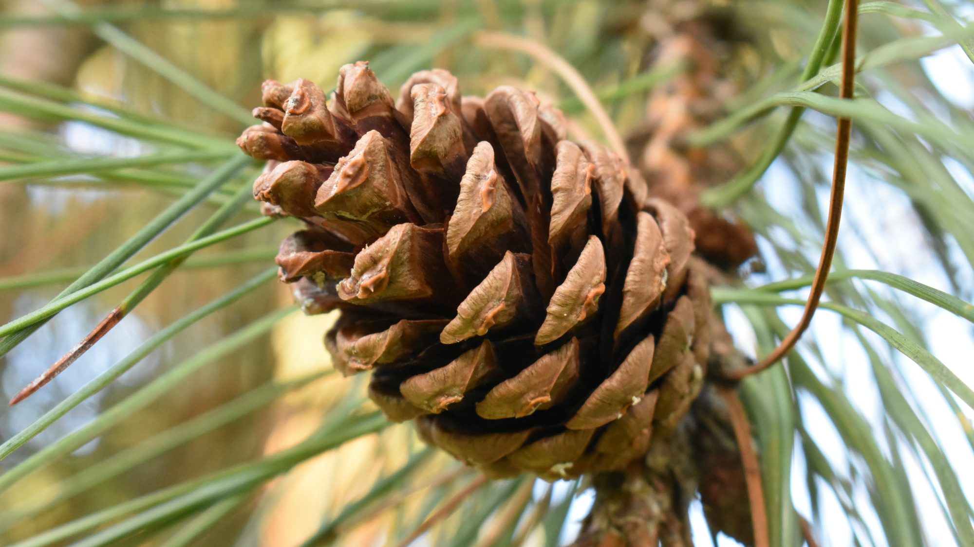 Pinus nigra ssp. laricio