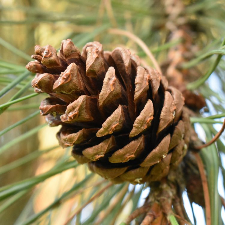 Pinus nigra ssp. laricio