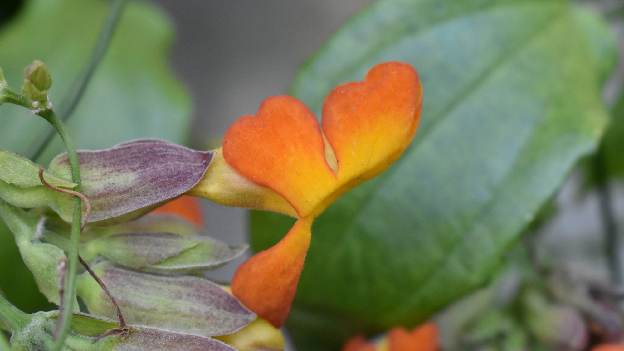 Thunbergia papilionacea