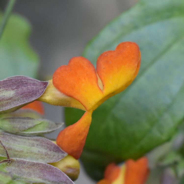 Thunbergia papilionacea