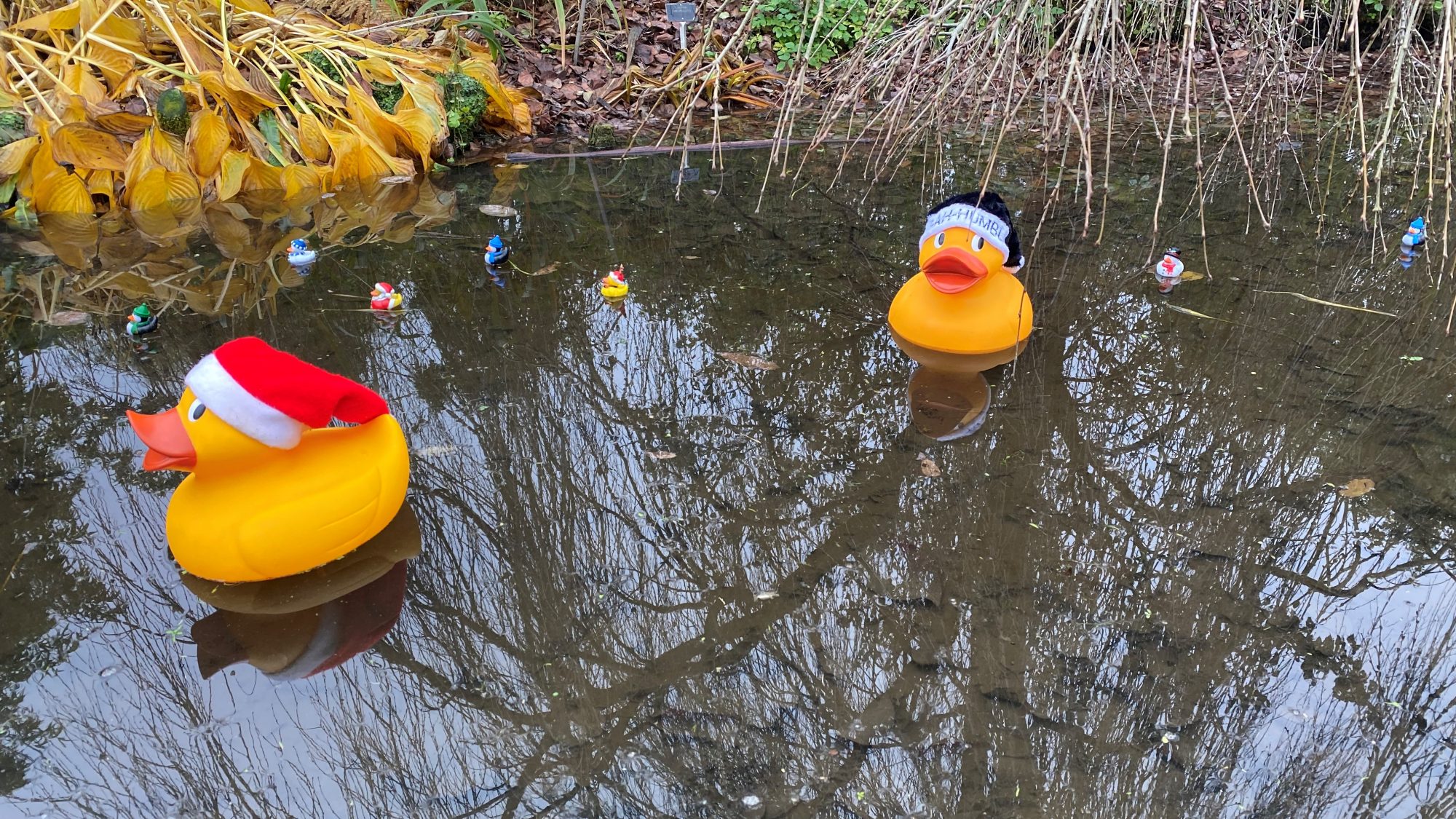 Christmas hatted ducks in the stream