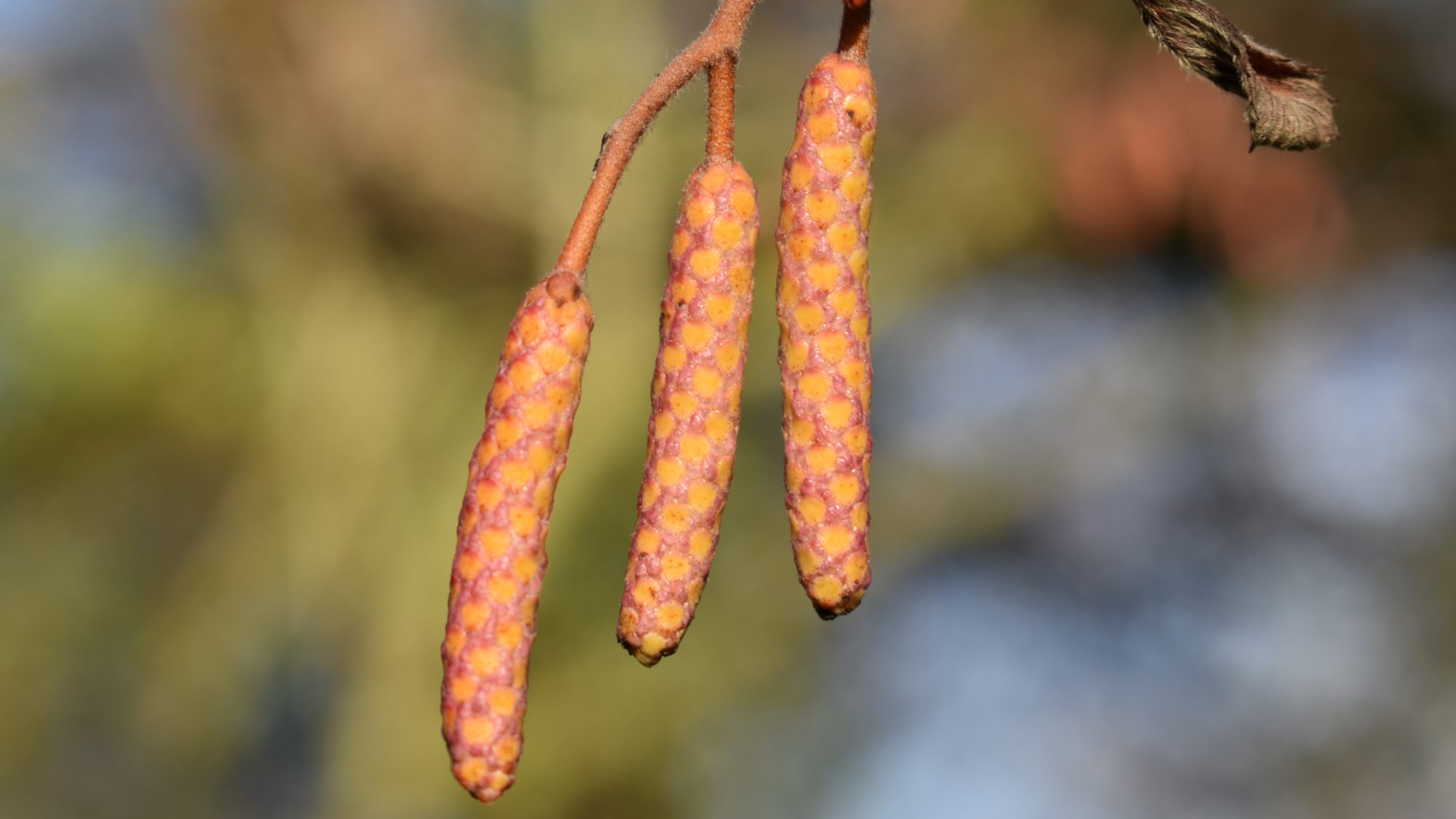 Orange-pink catkins.