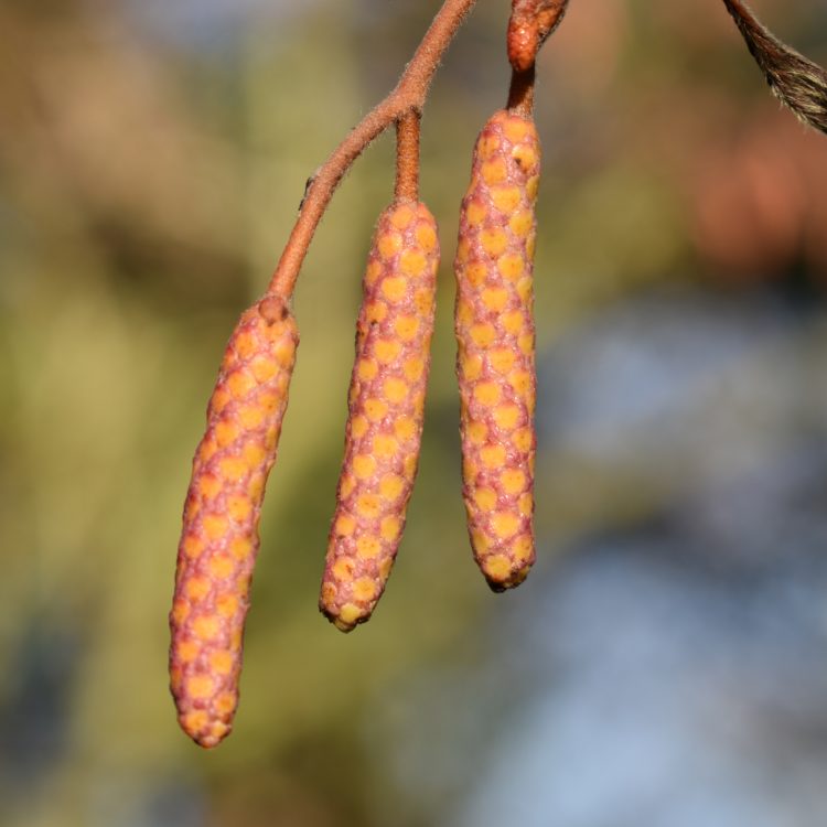 Alnus incana ‘Aurea’