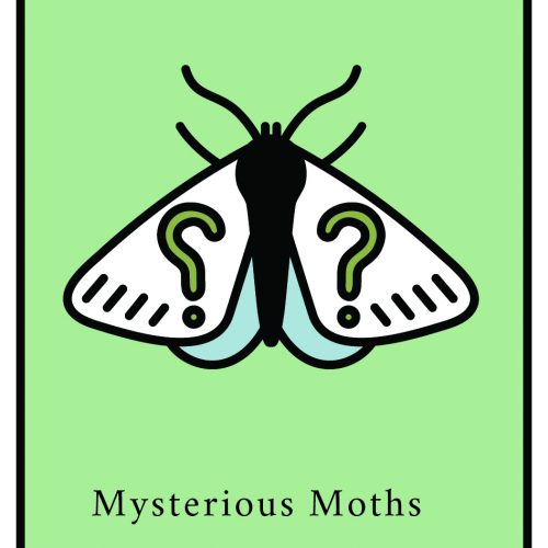 Mysterious Moths 