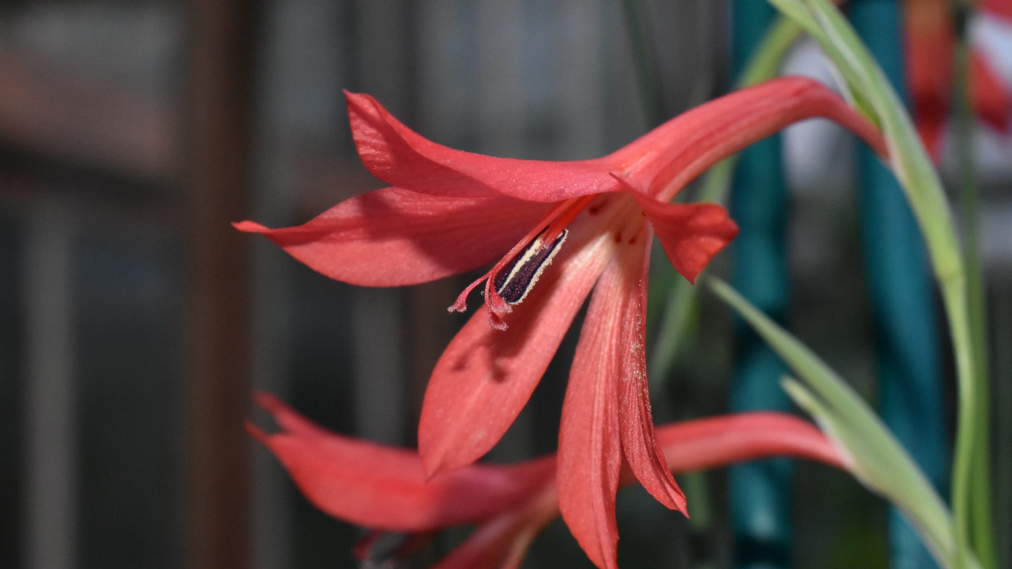 Gladiolus priorii