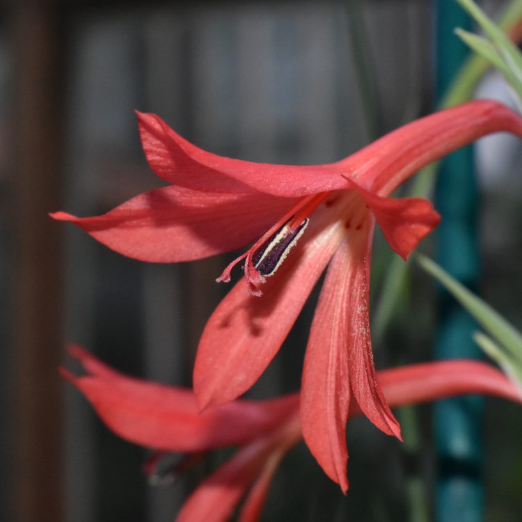 Gladiolus priorii