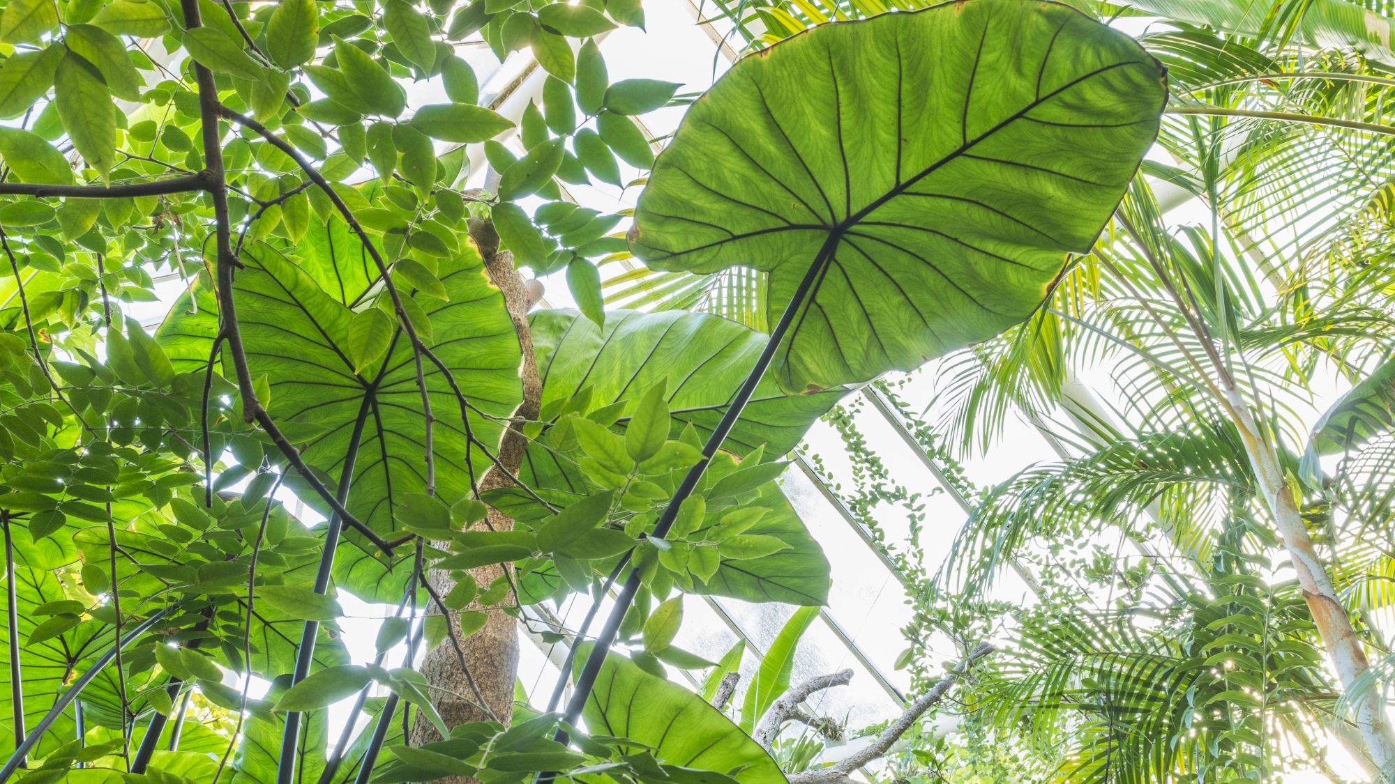 Tropical foliage in a glasshouse