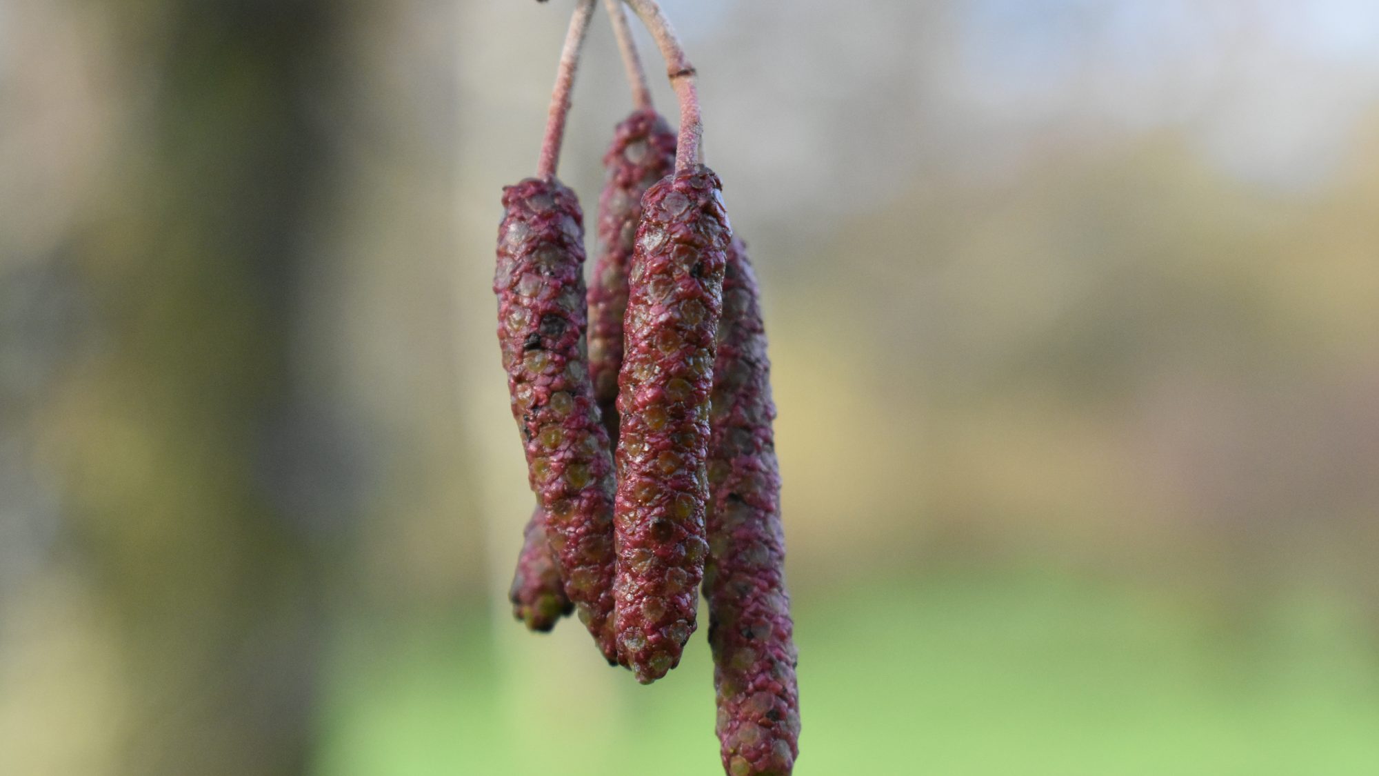 Pendent red-tinged catkins.