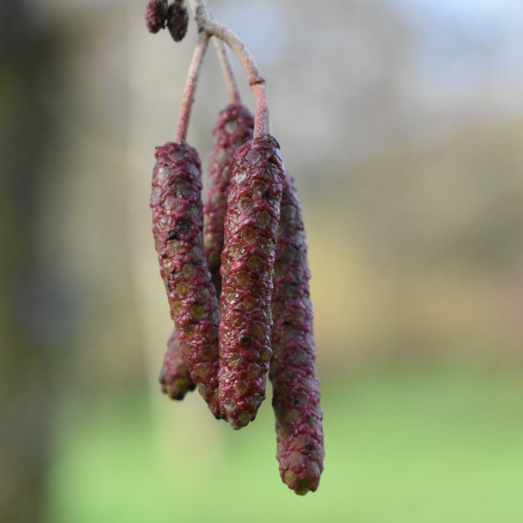 Alnus glutinosa