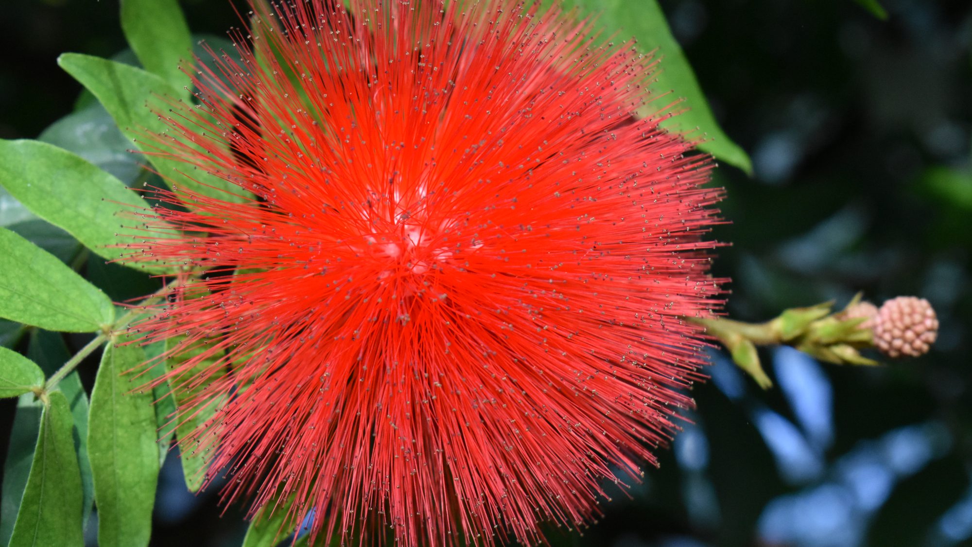 Calliandra haematocephala
