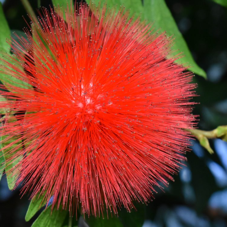 Calliandra haematocephala